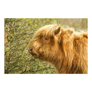 Young Highland Koe Foto Afdruk