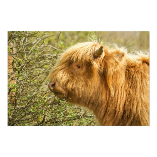 Young Highland Koe Foto Afdruk (Voorkant)