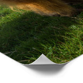 Young Highland Koeien Poster (Hoek)