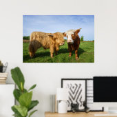 Young Highland Koeien Poster (Thuiskantoor)