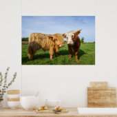 Young Highland Koeien Poster (Keuken)
