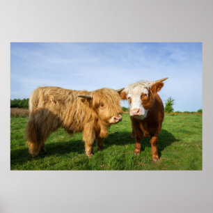 Young Highland Koeien Poster