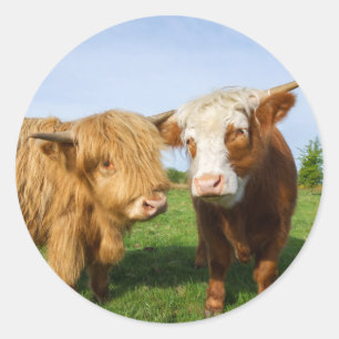 Young Highland Koeien Ronde Sticker