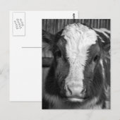 Young Holstein Dairy Bull Calf in Black and White Briefkaart (Voorkant / Achterkant)