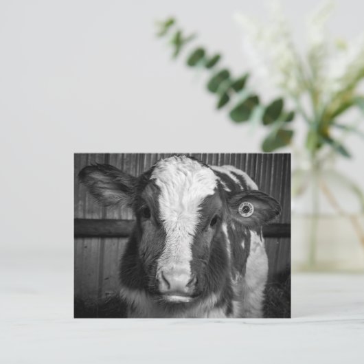 Young Holstein Dairy Bull Calf in Black and White Briefkaart (Staand voorkant)