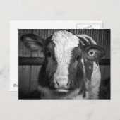 Young Holstein Dairy Bull Calf in Black and White Briefkaart (Voorkant / Achterkant)