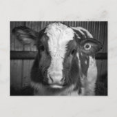 Young Holstein Dairy Bull Calf in Black and White Briefkaart (Voorkant)