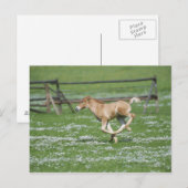 Young Horse Running Briefkaart (Voorkant / Achterkant)