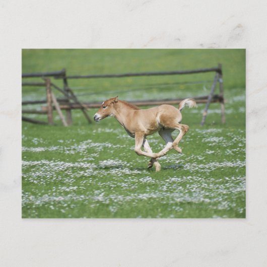 Young Horse Running Briefkaart (Voorkant)