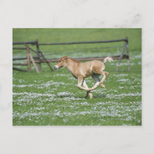 Young Horse Running Briefkaart