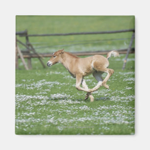 Young Horse Running Magneet