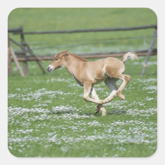 Young Horse Running Vierkante Sticker (Voorkant)