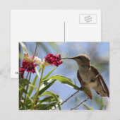 Young Hummer Briefkaart (Voorkant / Achterkant)
