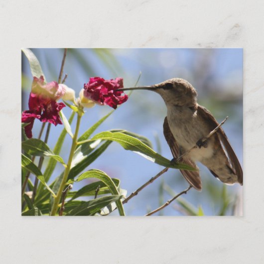 Young Hummer Briefkaart (Voorkant)