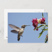 Young Hummingbird Briefkaart (Voorkant / Achterkant)