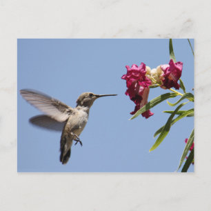 Young Hummingbird Briefkaart