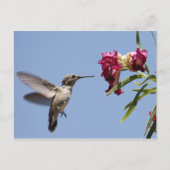 Young Hummingbird Briefkaart (Voorkant)