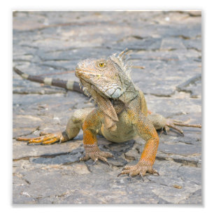 Young Iguana Foto Afdruk