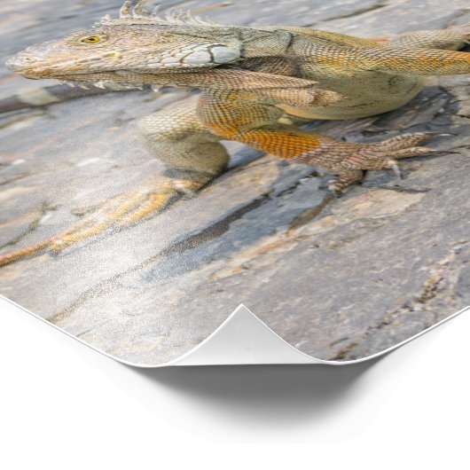 Young Iguana Foto Afdruk (Hoek)