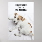 Young Jack Russell Terrier Poster (Voorkant)