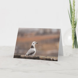 Young Kittiwake Seagul Natuur Foto Kaart