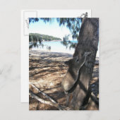 Young Koala, Geoffrey Bay, Magnetic Island Briefkaart (Voorkant / Achterkant)