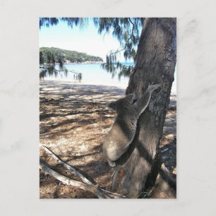 Young Koala, Geoffrey Bay, Magnetic Island Briefkaart