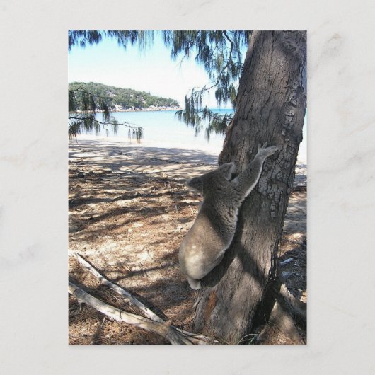 Young Koala, Geoffrey Bay, Magnetic Island Briefkaart (Voorkant)