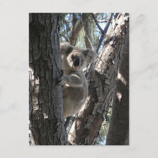 Young Koala, Geoffrey Bay, Magnetic Island Briefkaart