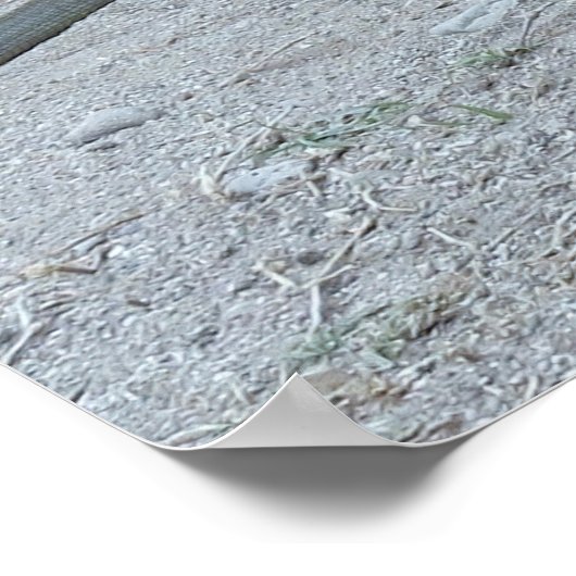 Young Komodo Dragon Poster (Hoek)