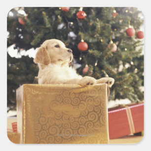 Young Labrador Leaning op een kerstcadeautje Vierkante Sticker