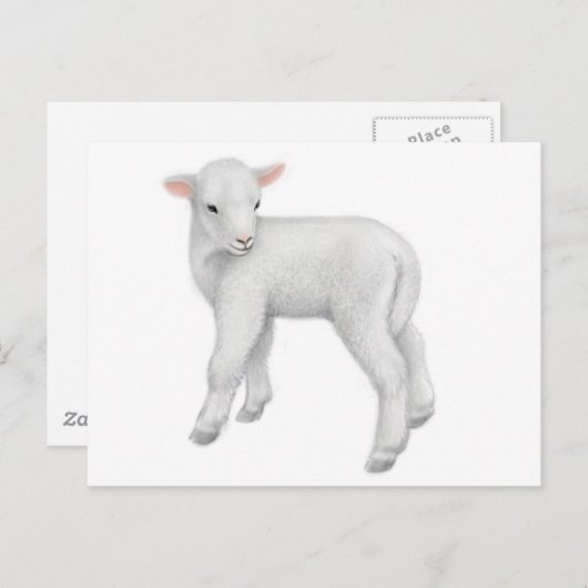 Young Lamb Briefkaart (Voorkant / Achterkant)