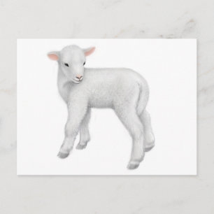 Young Lamb Briefkaart