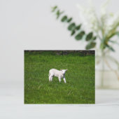 Young Lamb in Yorkshire Dales Briefkaart (Staand voorkant)