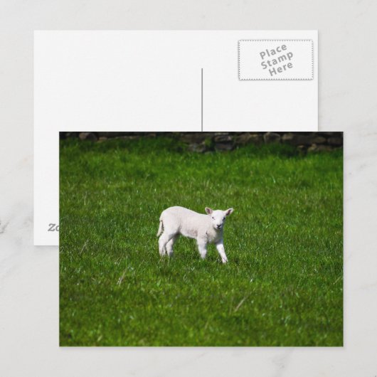 Young Lamb in Yorkshire Dales Briefkaart (Voorkant / Achterkant)