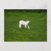 Young Lamb in Yorkshire Dales Briefkaart (Voorkant)