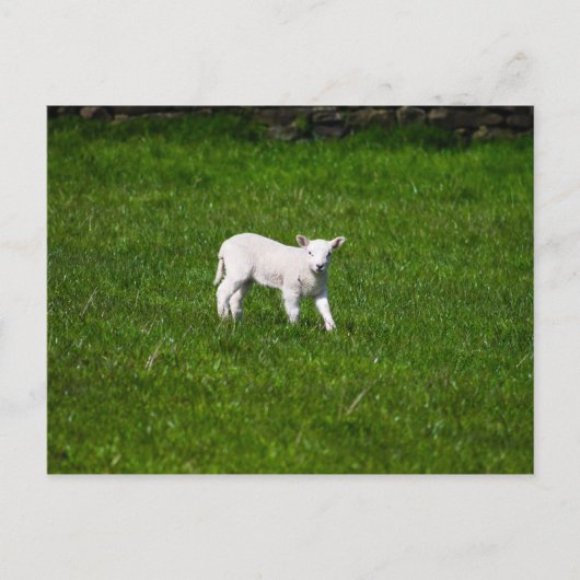 Young Lamb in Yorkshire Dales Briefkaart (Voorkant)