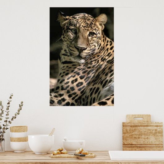 Young Leopard Cub Art Gifts Poster (Keuken)