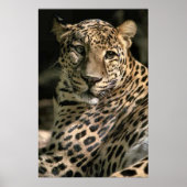 Young Leopard Cub Art Gifts Poster (Voorkant)