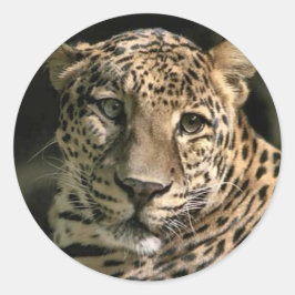 Young Leopard Cub Art Gifts Ronde Sticker