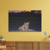 Young Lion bij Sunrise Canvas Afdruk (Insitu (Woonkamer))