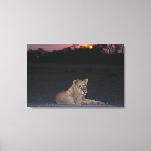 Young Lion bij Sunrise Canvas Afdruk (Voorkant)