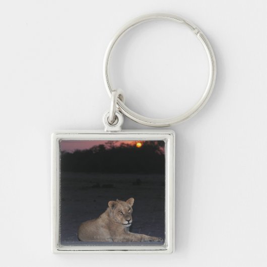 Young Lion bij Sunrise Sleutelhanger (Voorkant)