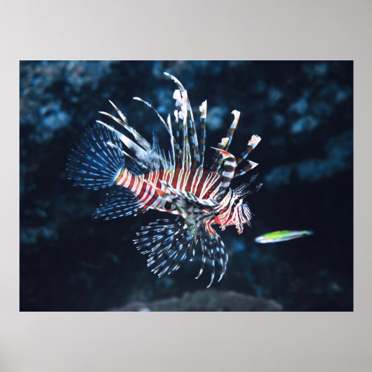 Young Lionfish Poster (Voorkant)