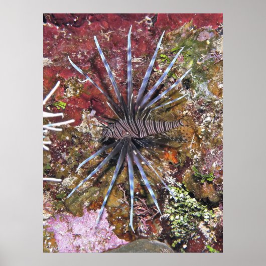 Young Lionfish Poster (Voorkant)