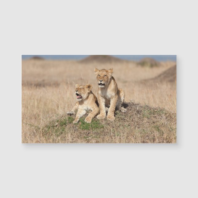 Young Lions (Voorkant)