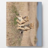 Young Lions Fotoplaat (Voorkant)