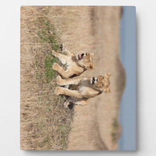 Young Lions Fotoplaat