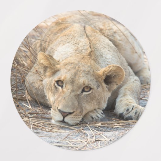 Young Lions Labels (Design 1)