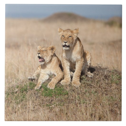 Young Lions Tegeltje (Voorkant)